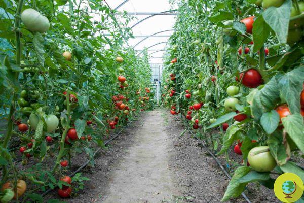 Stop pesticides: these insects can protect tomatoes from pests