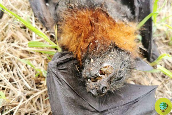 In Australia they are killing endangered bats. They steal fruit and are considered 'sick'