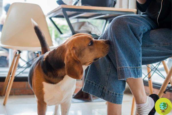 ¿Sabes por qué los perros huelen las partes íntimas de las personas?
