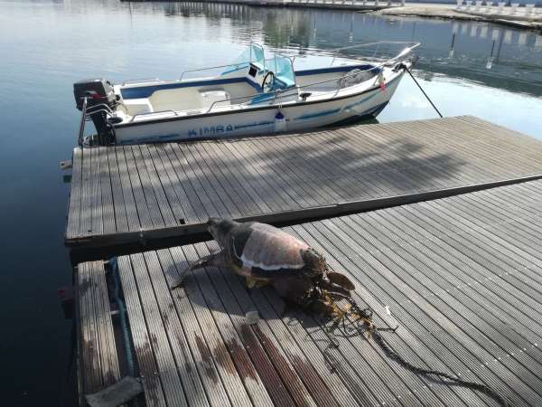 Killed and tied to a stone: serious act of poaching against a turtle