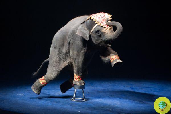 Lombardia diz não à proibição de animais em circos, rejeitou a moção que os queria livres