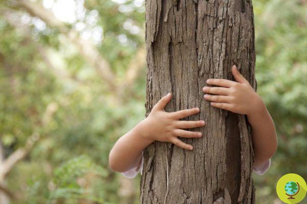 Silvoterapia: qué árboles abrazar para sentirse un poco mejor de inmediato