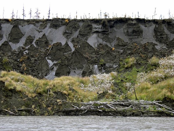 Vermes congelados em permafrost de 42.000 anos voltam à vida