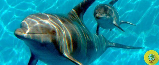 Delfinario de Rimini: primer secuestro de delfines en Europa por maltrato animal
