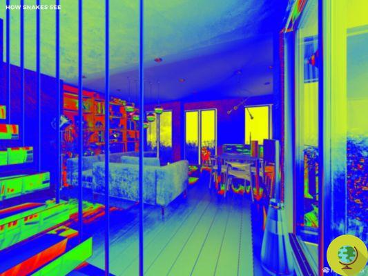This is how pets see your home