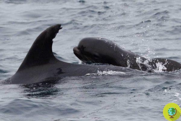 Madre delfín adopta cachorro de ballena piloto: un concentrado de ternura (donde el tamaño no importa)