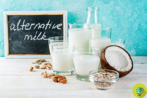 Beyond Milk arrives: the 'non-meat' meat giant launches the 100% vegetable milk line