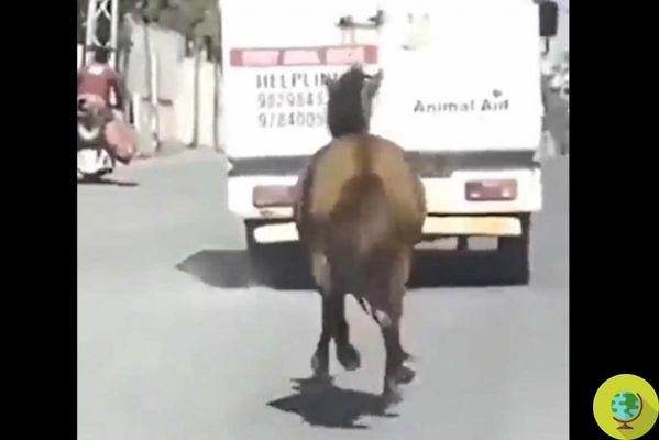 Um cavalo perseguiu a ambulância que levava “sua irmã” ao hospital veterinário por 8 quilômetros