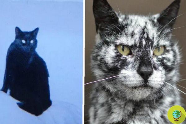 The strange coat of Scrappy, the black cat that has become 