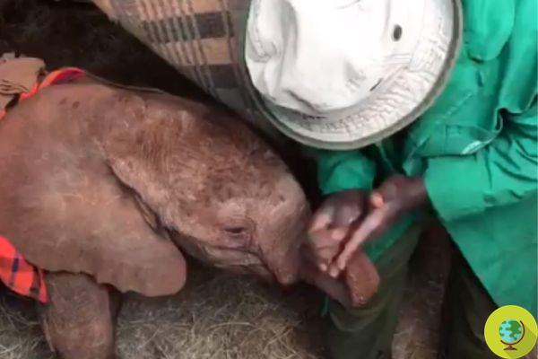 Este bebé elefante huérfano recibe un masaje de probóscide del voluntario (y es tan tierno)