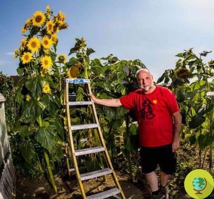 This gardener has grown an extraordinary sunflower, with 27 flowers on one stem
