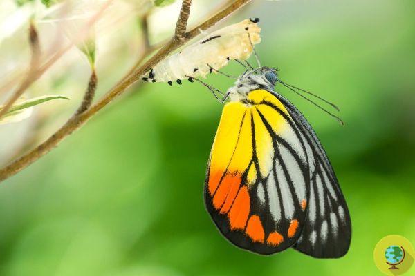 Not all caterpillars become butterflies, some of them go to an end that has left even scientists stunned