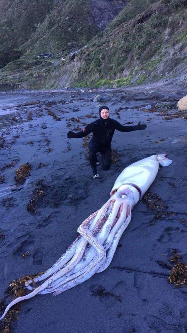 Beached Giant Squid: They're not buffaloes. They really exist, that's where they live (MAP)