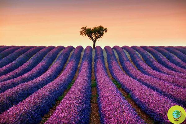 A bela lenda da flor de lavanda na Provence