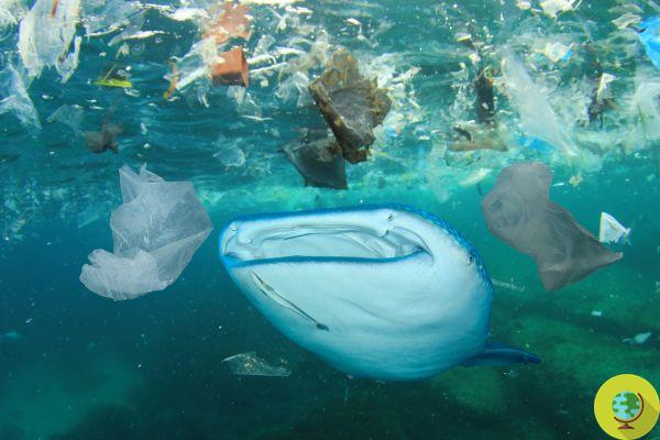 Trillones de microplásticos en el océano y el 67% de los tiburones están envenenados por el poliéster que se encuentra en nuestra ropa.