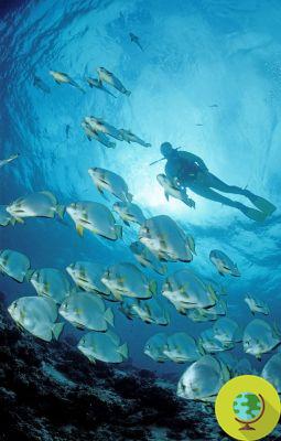 Los océanos están 10 veces más poblados de peces de lo que se pensaba