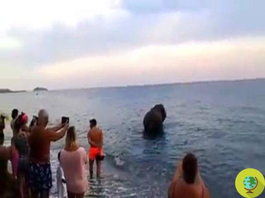 L'éléphant s'échappe du cirque de Santa Maria del Cedro (CS) et va nager dans la mer (VIDEO)