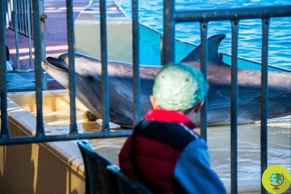 La victoire! Au Canada, les dauphins et les baleines ne pourront plus rester en captivité