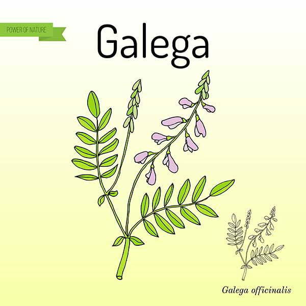 Galega officinalis : propriétés, bienfaits et mode d'emploi de la plante qui aide à la lactation