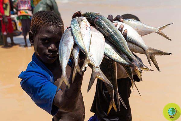 Estamos matando de hambre a África con la producción de harina de pescado, alimento para animales en Europa
