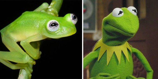 Kermit, the frog of the Muppets really exists (PHOTO)