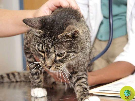 Toxoplasmosis: can cats cause dementia in the elderly? (PHOTO)