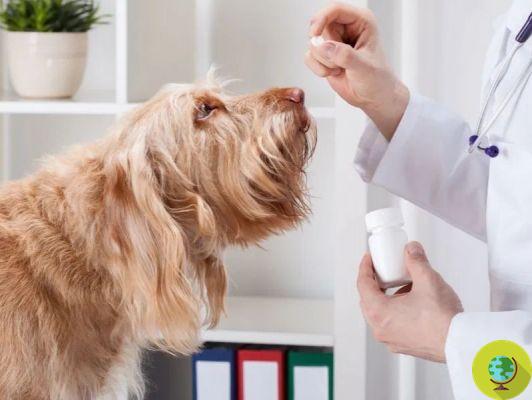 Immune system: dogs' kisses better than probiotics?