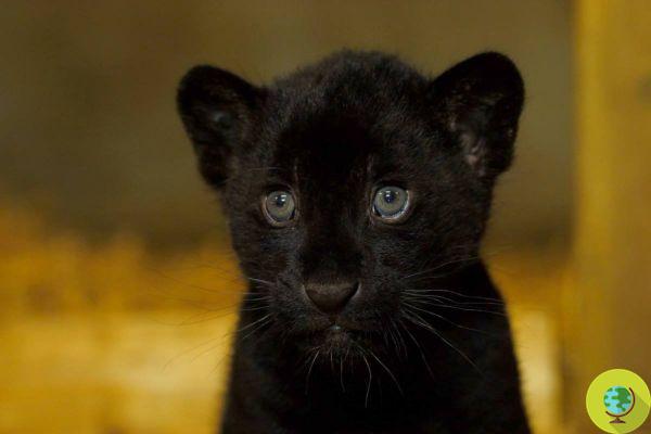 A rare and very tender baby jaguar was born with a completely black coat (unfortunately in captivity)