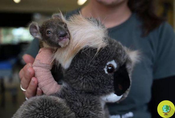 Este adorável coala caiu de uma árvore e se machucou gravemente, mas um mini-elenco salvou sua vida (FOTO E VÍDEO)