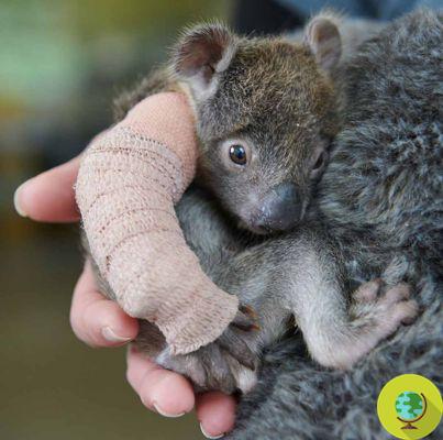 Este adorable pequeño koala se cayó de un árbol y se lastimó gravemente, pero un mini-elenco le salvó la vida (FOTO Y VIDEO)