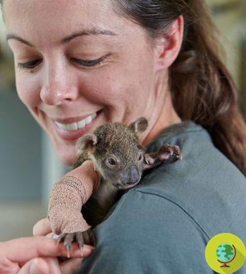 Cet adorable petit koala est tombé d'un arbre et s'est gravement blessé, mais un mini-casting lui a sauvé la vie (PHOTO & VIDEO)