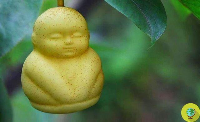 Weird shapes for fruit: a new craze in China (PHOTO)