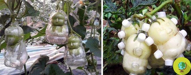 Weird shapes for fruit: a new craze in China (PHOTO)