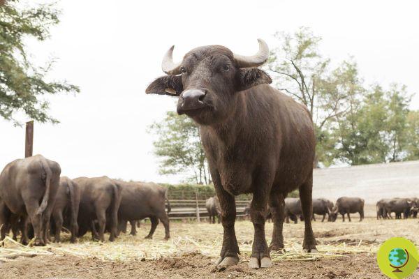 Alarma de brucelosis en Campania, mató a miles de búfalos sanos. Criadores: 