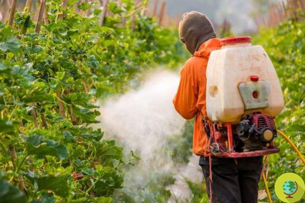 Exposure to glyphosate increases cancer risk by up to 41%, the study found