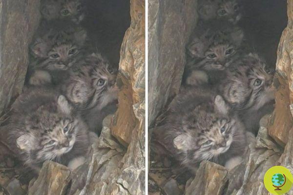 Photographed 4 adorable Pallas cats recently born in Siberia: sighting them is very rare