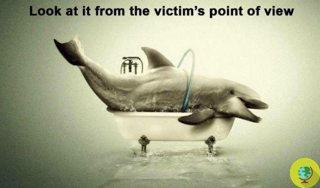 Nadar con delfines: la inquietante verdad que los turistas no conocen (FOTO)