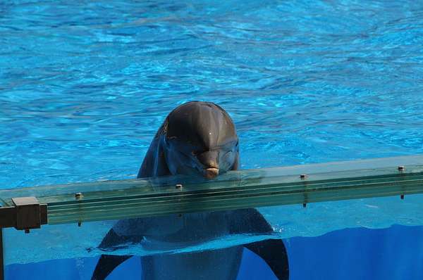 Swimming with Dolphins: The Disturbing Truth Tourists Don't Know (PHOTO)