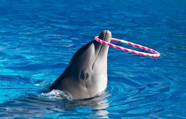 Nadar con delfines: la inquietante verdad que los turistas no conocen (FOTO)