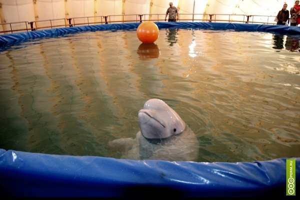 Swimming with Dolphins: The Disturbing Truth Tourists Don't Know (PHOTO)
