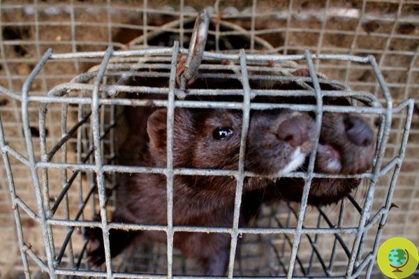 The United Kingdom moves towards a ban on the sale of animal fur
