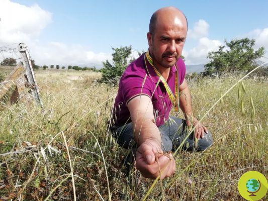 Millones de saltamontes invaden los campos de Cerdeña, destruyendo pastos y cultivos