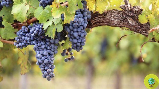 Grapes: all the properties of the bacchus fruit