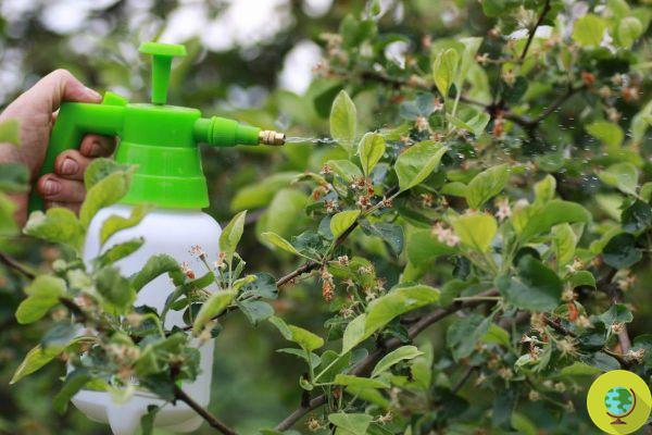 Este spray fungicida à base de bicarbonato interrompe o oídio e salva suas plantas