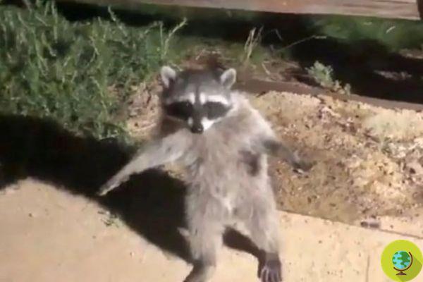 Two raccoons sneak into a garden and once discovered they pretend to be statues (Video)