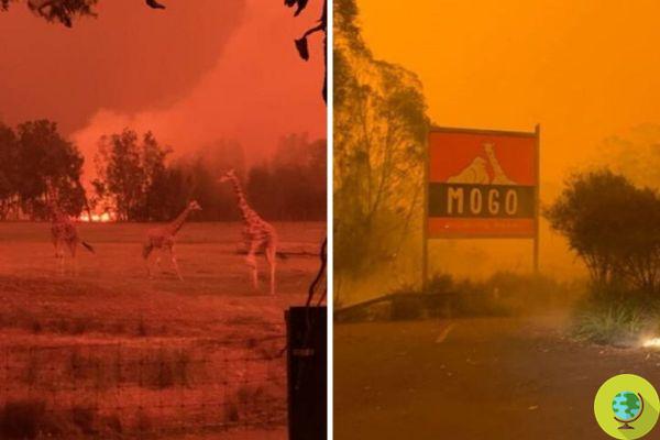 Evacuados y rescatados los 200 animales del famoso zoológico australiano Mogo afectados por los incendios