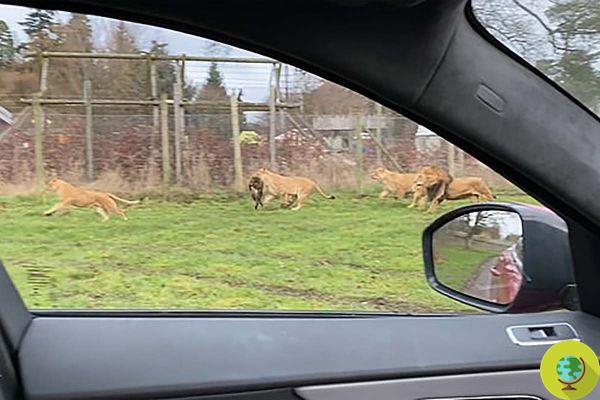 Shocked visitors to a Scottish safari zoo after seeing a monkey kill by a group of lions