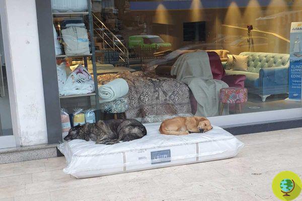 Loja de colchões deixa um na frente da porta para cães vadios dormirem