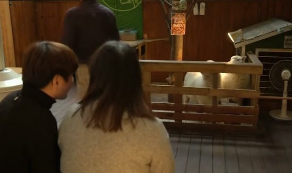 No ano do zodíaco da cabra na Coréia há um boom de café de ovelha (VÍDEO)
