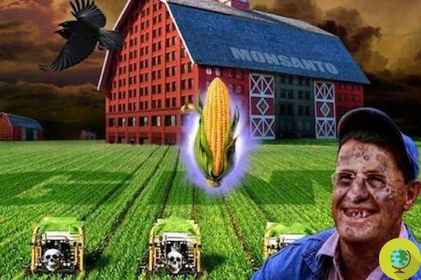 GMOs: together with Monsanto herbicides would make livestock sterile